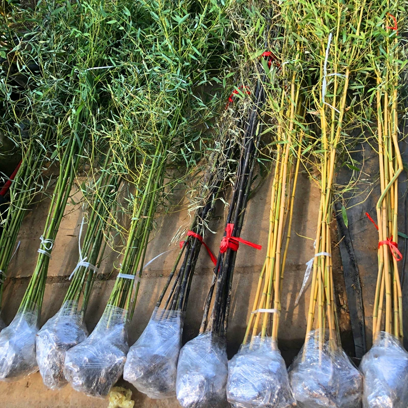 Бамбуковые саженцы Садовые растения Вечнозеленые саженцы бамбука Luohan Bamboo Phyllostachys pubescens северные Холодостойкие горшечные растения