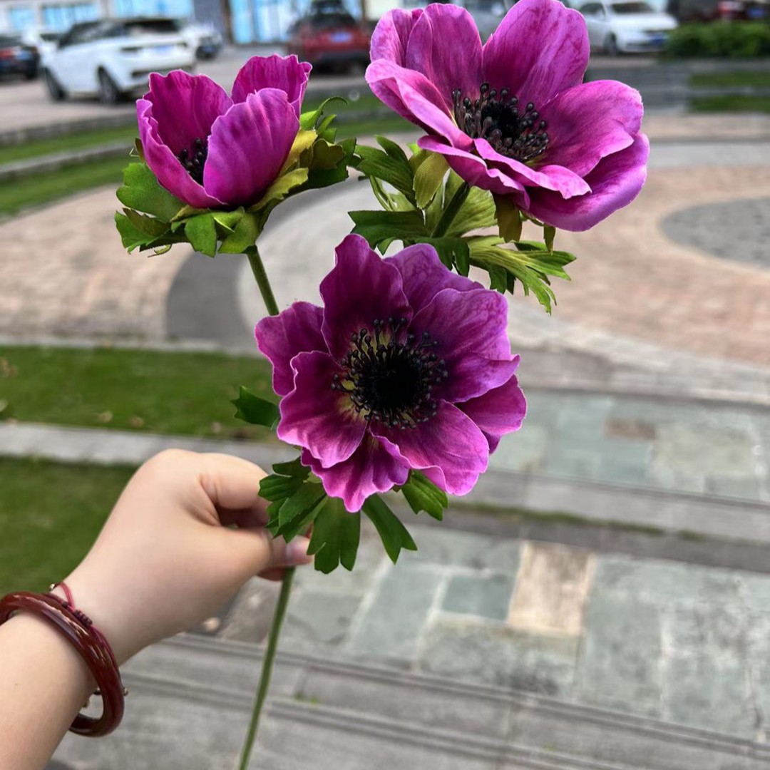 3 Princesa anémona rojo púrpura