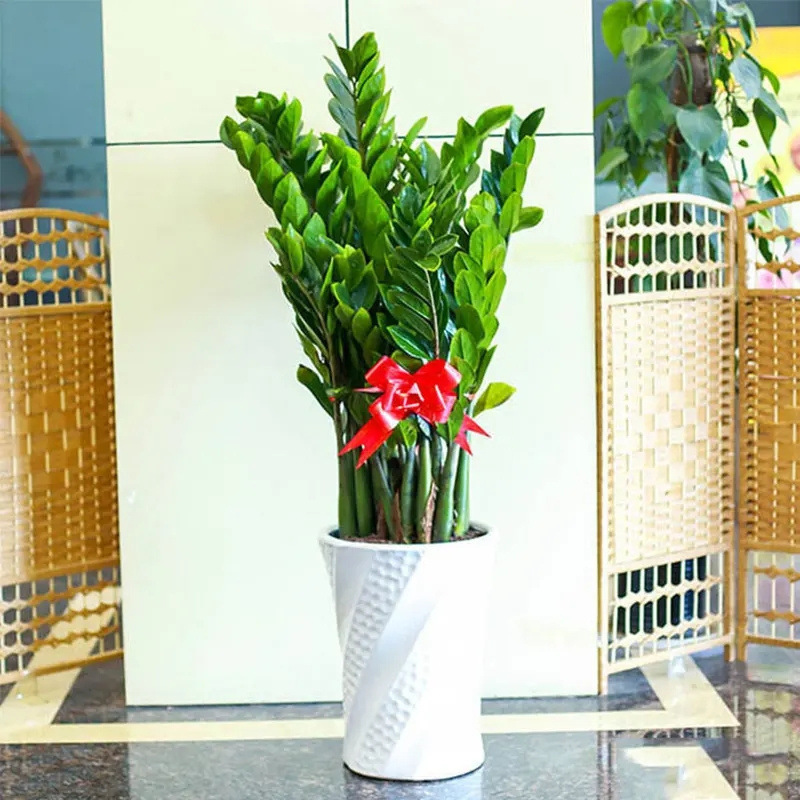 Money Tree Potted Plant Indoor Large Money String Money Tree Living Room Office Green Plant Gift Flower Bonsai