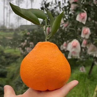 �Ĵ��F؛��Ҋ�ҰҸ̮a��ֱ�l5����]���rˮ�����θ�һ�����l