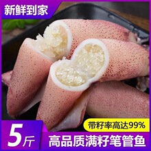 鲜冻乌海兔子满籽新鲜带籽小笔管鱼鱿鱼仔墨鱼乌贼1斤5斤批发