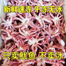 小鱿鱼须新鲜冷冻三去鱿鱼头八爪须净重无冰衣烧烤餐饮食材批发