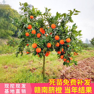 Jiangxi Gannan Navel Orange Seedlings Grafted Newhall Orange Seedlings Navel Orange Saplings Fruit Saplings Ground Planting Seedlings That Bear Fruit in the Same Year