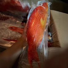 �Ұ�����ǰ��r���ك��tʯ���~��đ���~�]С�������oʳ���l���l