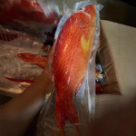 深海野生燕星斑鲜活速冻红石斑鱼龙胆海鱼没小刺肉嫩辅食整条批发