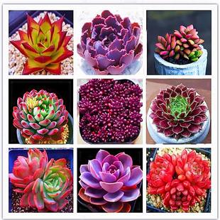 ֲײͺM҃СԾƷ¶wBܾGֲ