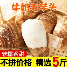 山东小芋头新鲜牛奶毛芋头现挖农家芋艿香芋软糯当季果蔬产地直销