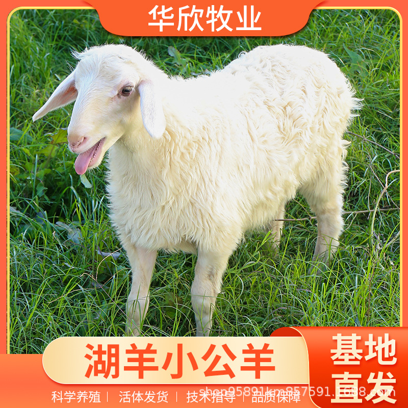 基地直发纯种湖羊两个月小公羊35斤左右活羊养殖技术现货送货上门