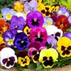 [E -commerce purchase] Easy explosive pot seeds flowers constantly flowers seeds, indoor and outdoor seasons, ease of living potted flowers