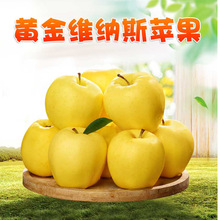 【現貨】山東黃金維納斯蘋果 代發3/5斤新鮮脆甜冰糖心黃金蘋果