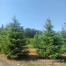 ѩ1-12׸ ҎRȫļLGľ ֱNѩɘ