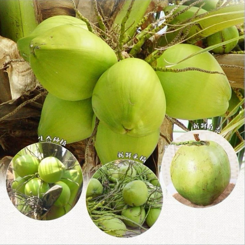 Свежее фруктовое молоко Хайнань Санья для беременных, кокосовая вода, кокосовый зеленый кокосовый сок 6-4-2-1 шт., бесплатная соломинка и открывалка для кокоса