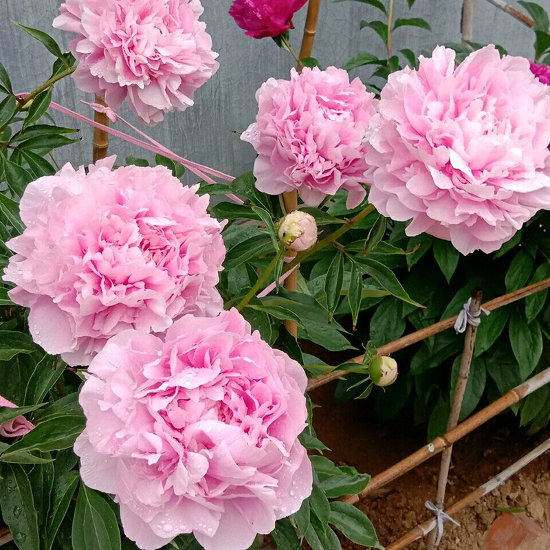 芍药花苗带芽种根重瓣花卉盆栽阳台耐寒庭院植物易活室外四季栽植