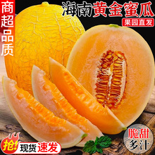 海南黄金蜜瓜哈密瓜当季现摘网纹瓜黄河蜜瓜脆甜香瓜新鲜水果包邮