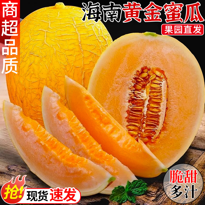 海南黄金蜜瓜哈密瓜当季现摘网纹瓜黄河蜜瓜脆甜香瓜新鲜水果包邮