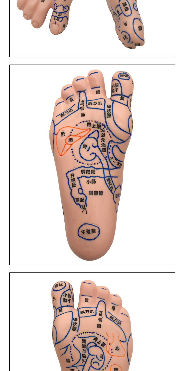 Foot Acupoint Reflexology Model with Clear Markings, Foot Reflex Zone Massager, Acupoint Stick, PVC Foot Model for Home Wellness Routine detail image