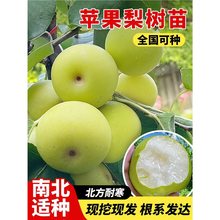 正宗梨树果苗秋月梨嫁接庭院地栽南北方种植特大盆栽耐寒当年结果