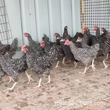 养殖场批发芦花鸡幼苗一斤左右的纯种芦花鸡活体成年产蛋黑羽芦花