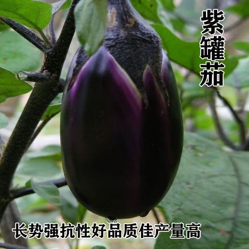 特大牛心紫罐茄子秧苗盆栽紫黑茄子苗圆茄子苗四季种植蔬菜苗抗病