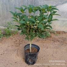 基地批发桂花苗 嫁接桂花树苗 桂花盆栽 地栽苗四季桂 金桂 苗