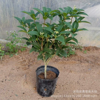 基地批发桂花苗 嫁接桂花树苗 桂花盆栽 地栽苗四季桂 金桂 苗
