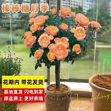 �ߗU�䘶�¼����̨���Դ󻨝����{ɫ�L���������ļ����B������l
