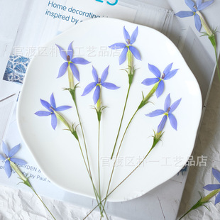 Star Flower Dried Flower Bark Flower Plant Specimen DIY Dropping Glue Mobile Phone Case Coaster Children's Sticker Real Flower Face Decoration