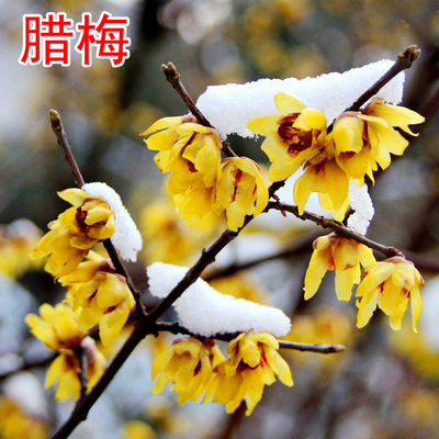 红梅腊梅绿梅苗盆景梅花苗美人梅素心腊梅花树苗庭院盆栽