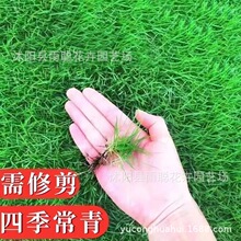 草坪种子草籽四季常青绿化狗牙根百慕大高羊茅黑麦草皮籽护坡固土