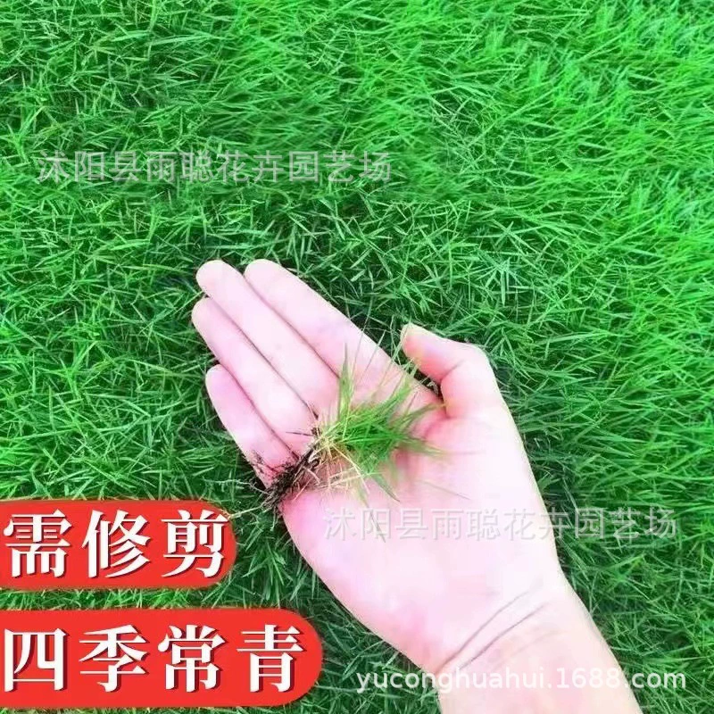 Семена газона Семена травы вечнозеленые