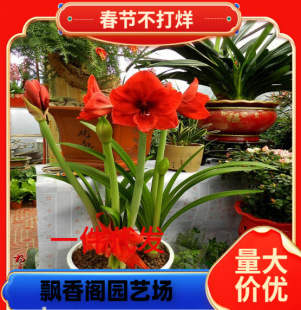 Dropshipping Fence Flower Club Sealing Wax Amaryllis Flowering Plant Destined to Be Red Lazy Flower New Year's Eve Flower Gift