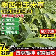 墨西哥玉米草种籽进口高丹苏丹草鸡鸭鹅牛羊鱼草种子四季高产牧草