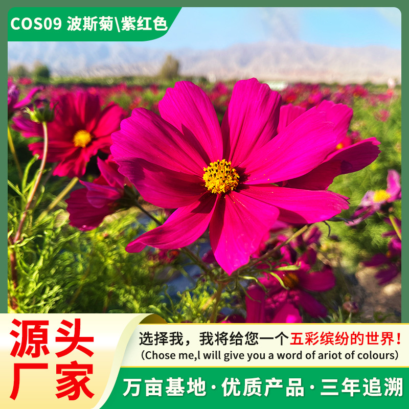 波斯菊种子格桑花种籽庭院阳台四季播种易养活懒人一年生草本花卉