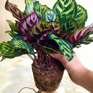 Peacock Arrowroot Potted Florals Are Easy to Grow Indoors, Office Desktop Green Plants, Colorful Leaves, Arrowroot, Evergreen and Formaldehyde-Absorbing All Year Round