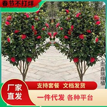 һ�����lɽ�軨����ͥԺ�����Ͷ������軨�ļ������ͺ�����ֲ��ͥ