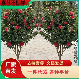 һ�����lɽ�軨����ͥԺ�����Ͷ������軨�ļ������ͺ�����ֲ��ͥ