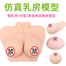 乳房模型教具催乳师培训仿真女性假乳房义乳母乳哺乳教学胸部倒模