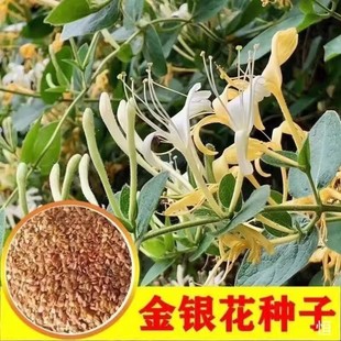 ���y���N���̶��t���y���ټ�ͥ�̨�����ļ��׷N���ٻ��ܸ߳�ѿ��