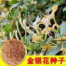 金银花种子忍冬红金银花藤家庭阳台盆栽四季易种爬藤花卉高出芽率