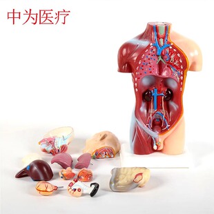 �О��t�� �S�����l�t�ý̌W���K���� ��42CM��ͯ���w�����|��ģ��