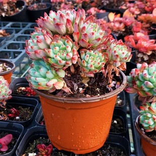 Blue Apple Succulent Old Stump Cliff Stump Clear Shed Multi-Headed Large Plant Old Stump Extra-Large Winter Extra-Large Succulent Plant