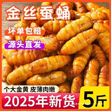 金丝蚕蛹鲜活新鲜冷冻5斤山东特产蝉蛹油炸小桑蚕蛹商用烧烤