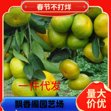 ��ۘ�������С����Ә��������������ʳ���ļ������҃������