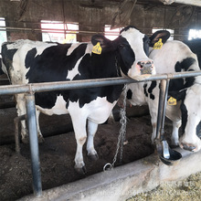 奶牛哪有卖的荷斯坦奶牛价格改良杂交 利木赞肉牛牛犊