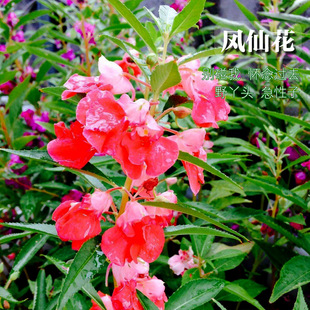 �P�ɻ��N���Ѳ軨�̨����ָ�׻��Ѿ��^�G��ͥԺ���ܷNָ�ײ���