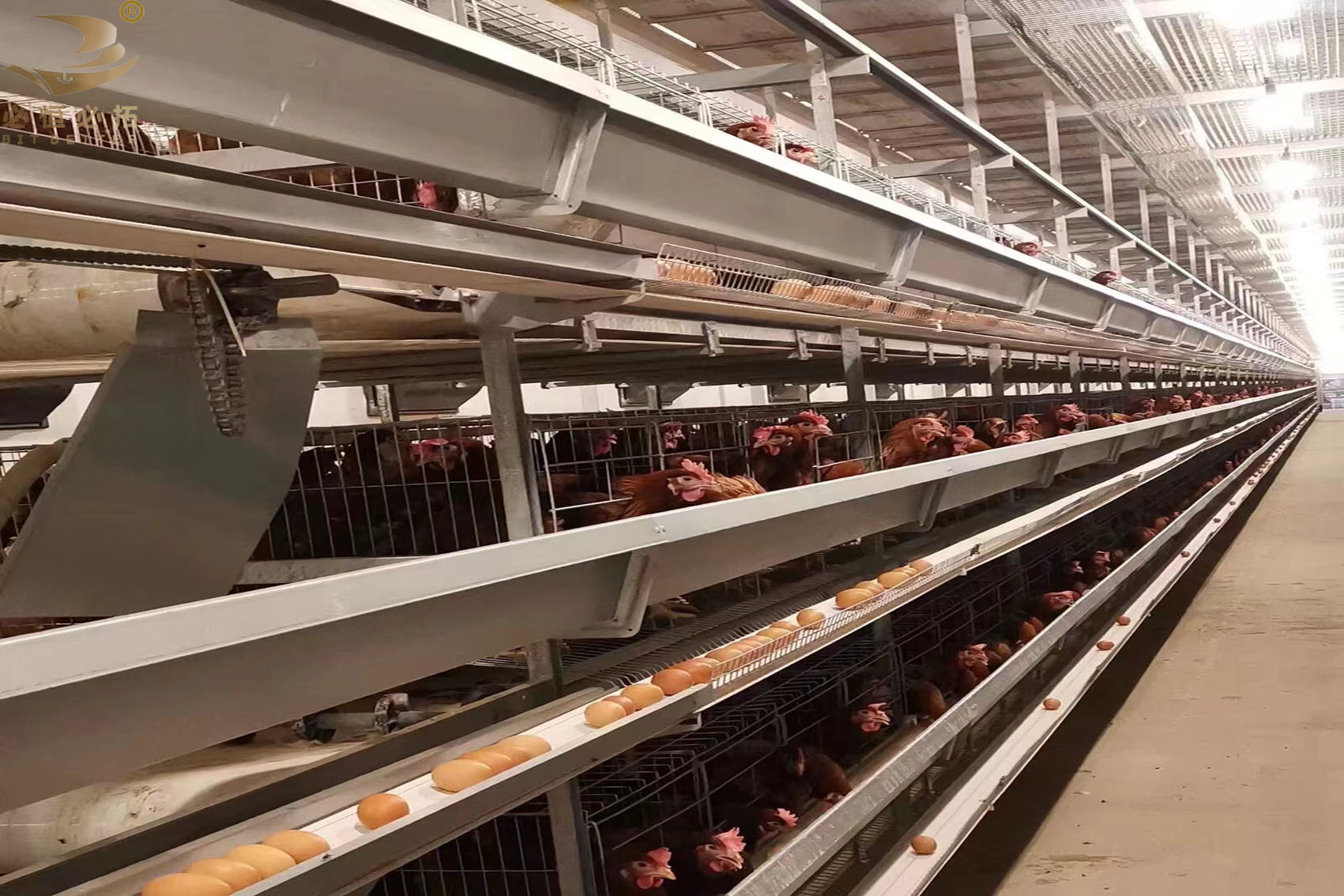 双边蛋鸡笼养殖场专用笼鸡笼子阶梯式蛋鸡笼养鸡设备养殖鸡笼全套-阿里巴巴