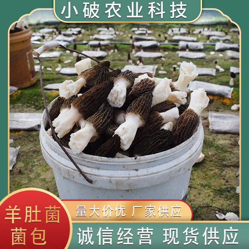 Morel Mushroom Spawn Mushroom Bag Easy to Grow Spot Wholesale Quality Assured High Yield Cultivation Artificial Cold Storage