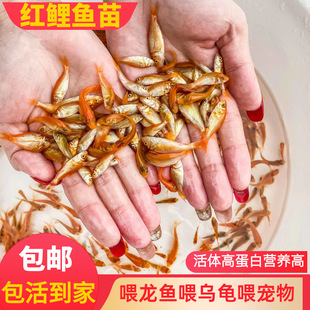 Authentic Red Carp Fry, Rice Flower Fish, Mirror Carp, Grass Carp Fry, Crucian Carp Fry, Mandarin Fish Fry, Freshwater Fish Fry, Red Carp Live Fish