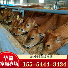 鲁西黄牛养殖场 贵州黄牛一斤 肉牛牛犊养殖