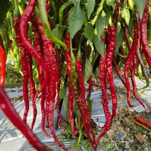 湘研娇龙二号长线椒种子杂交中熟干鲜两用味辣皮薄肉质脆嫩产量